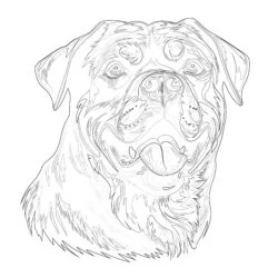 Dog Rottweiler Breed Coloring Page - Printable Coloring page