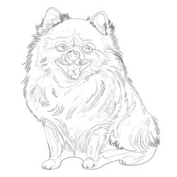 Pomeranian Dog - Printable Coloring page