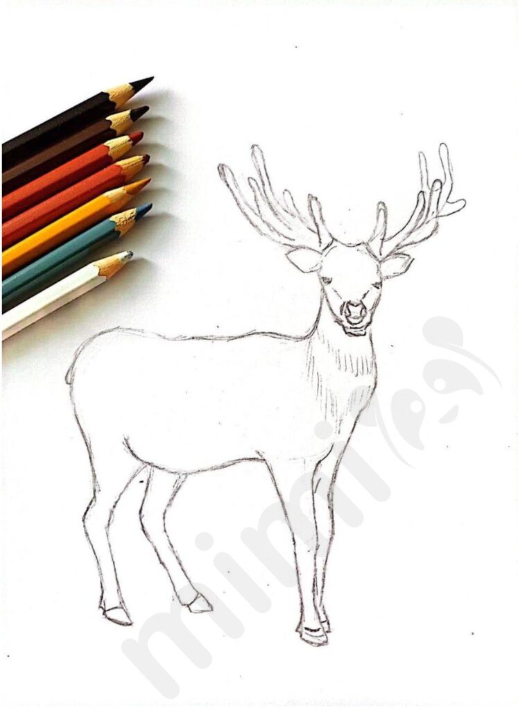 Deer drawing with pencils