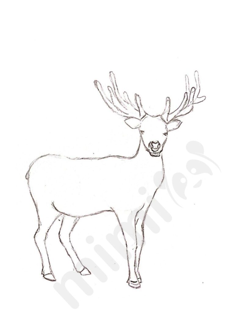 Deer drawing for adult 5