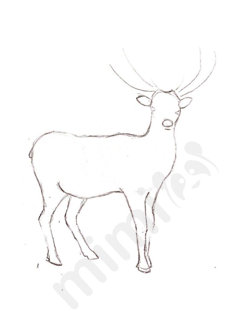Deer drawing for adult 4