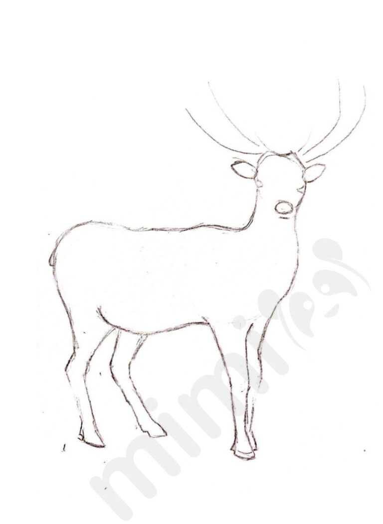 Deer Drawing: Step by Step Tutorial Mimi Panda
