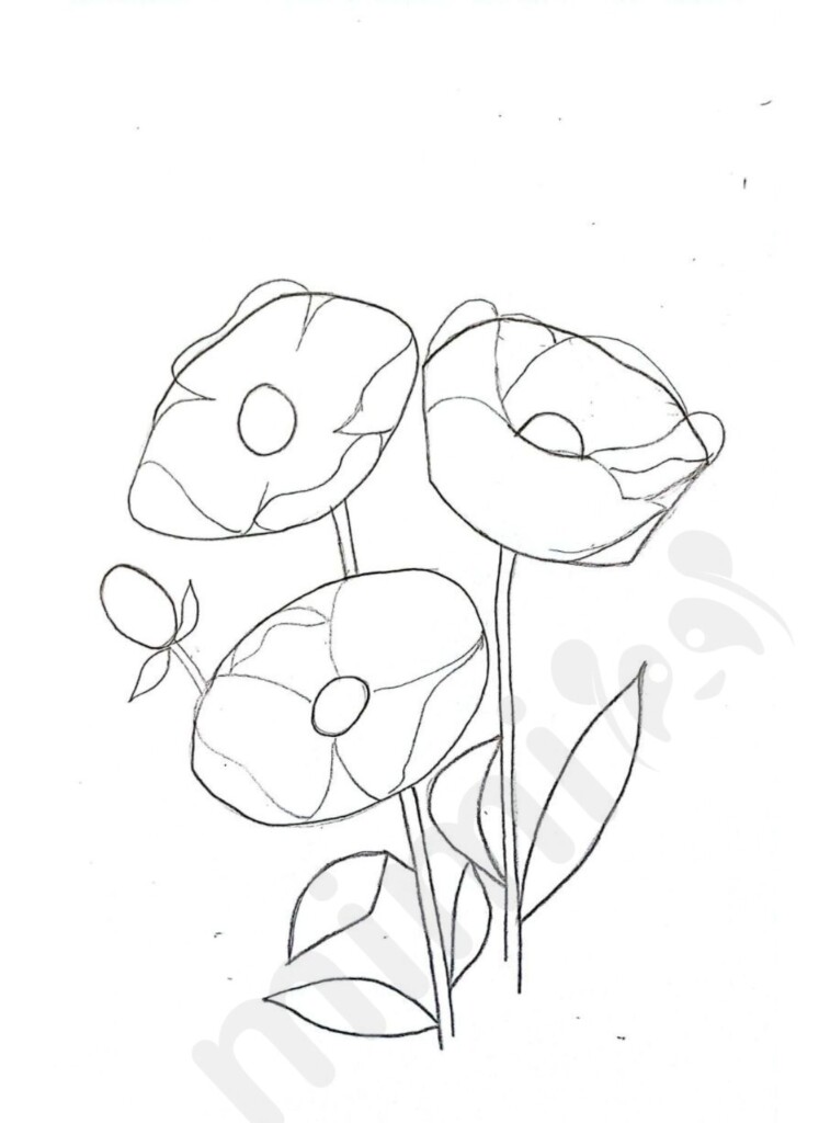 poppy flower drawing 2