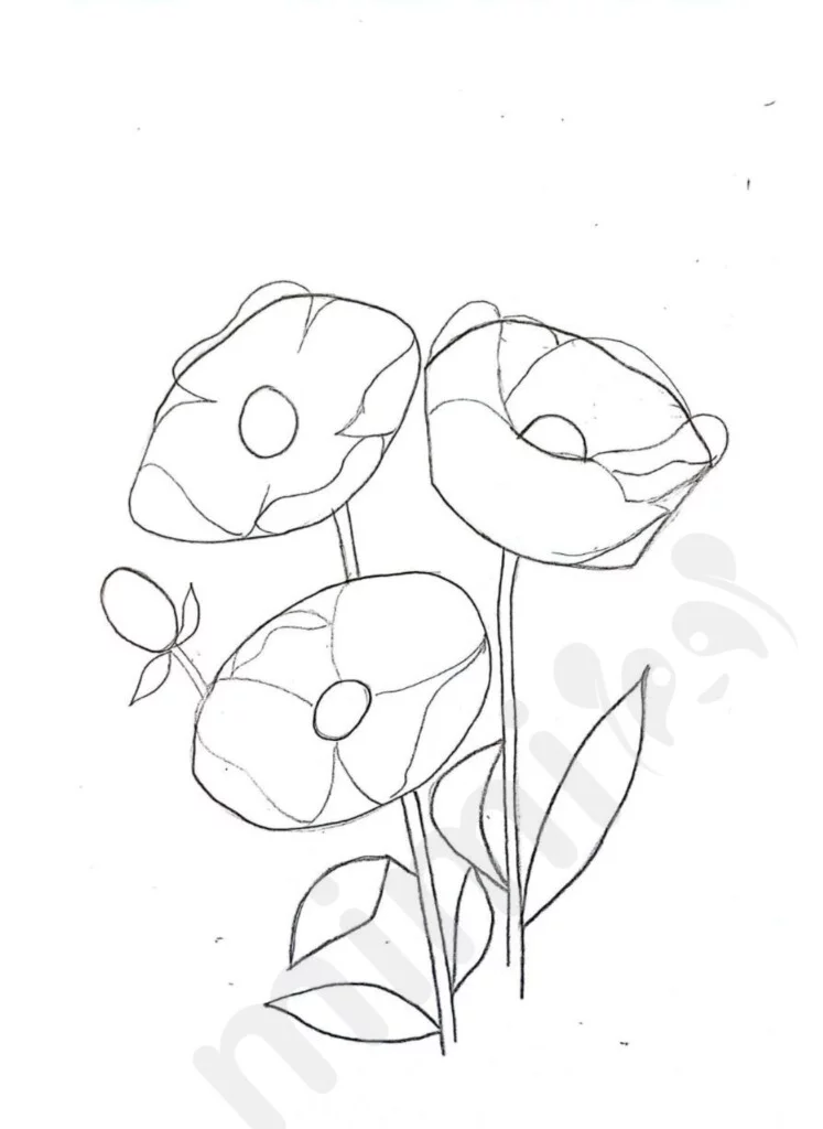 poppy flower drawing 2