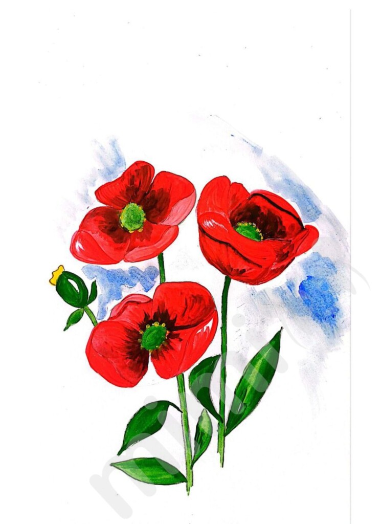 poppy flower drawing 4