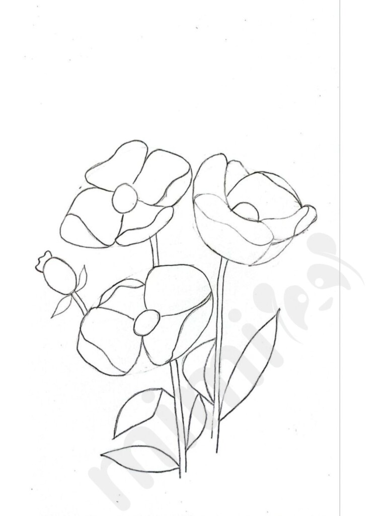 poppy flower drawing without lines