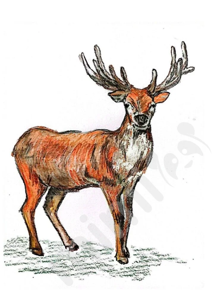 Buy Cute deer. pencil sketch of fawn. Animal illustration. T-shirt design.  Poster Print, 11