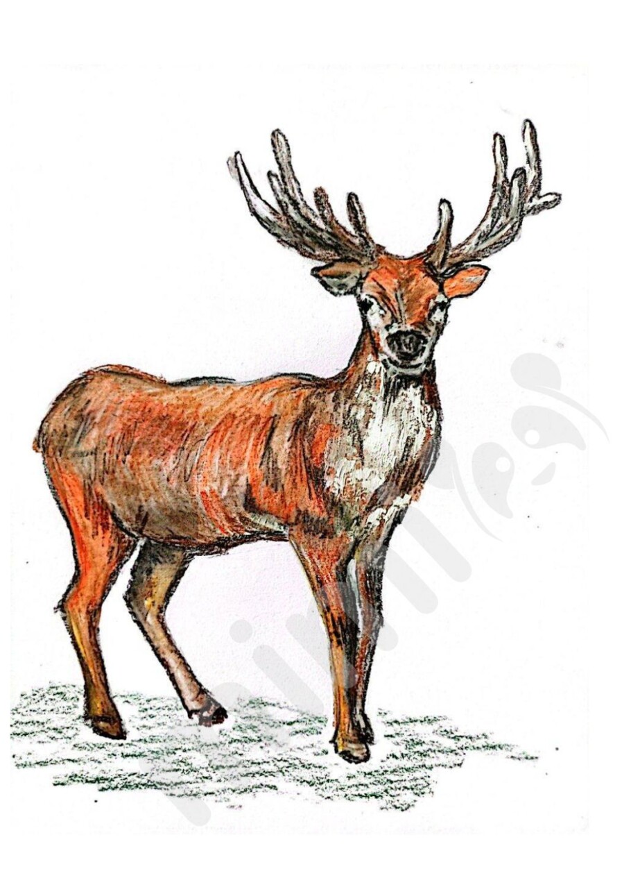 Deer Drawing Step By Step Tutorial Mimi Panda Deer Drawing For Adult 6 923x1265