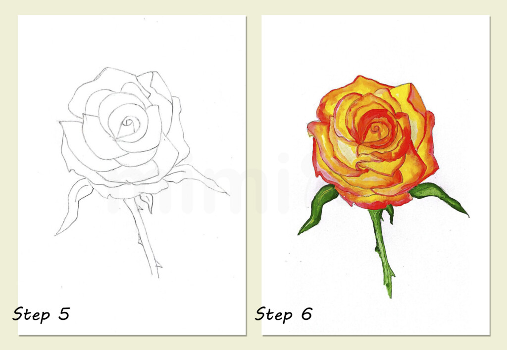 realistic drawing rose for adult collage steps 5 and 6