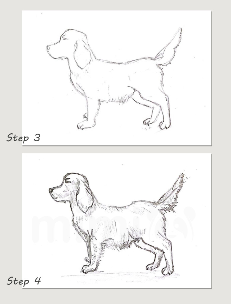 collage realistic dog drawing step 3 and 4