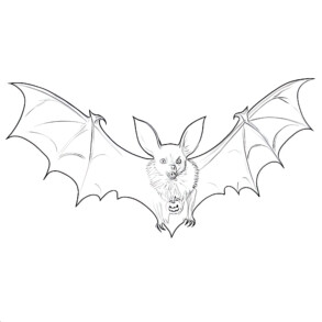Bat - Coloring page