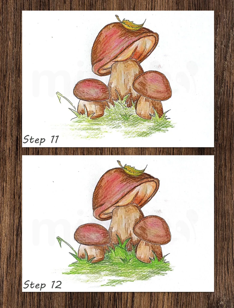 collage boletus mushroom steps 11 and 12