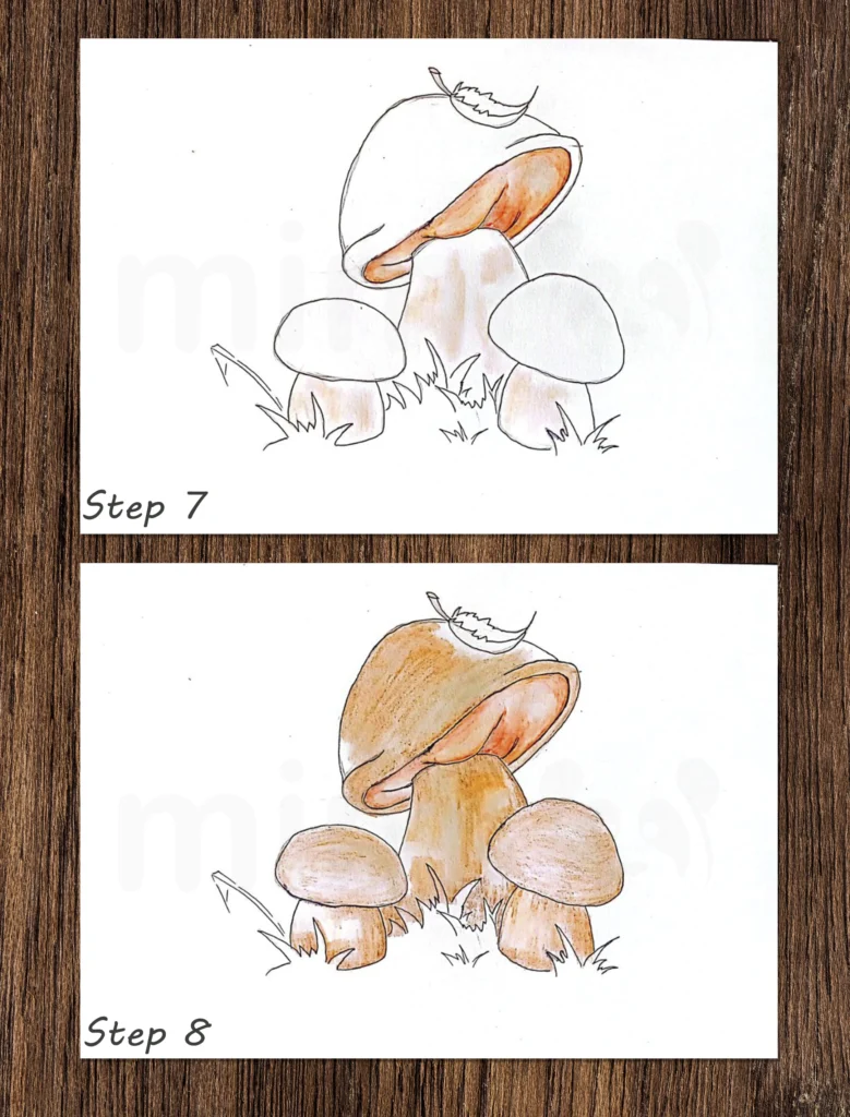 collage boletus mushroom steps 7 and 8