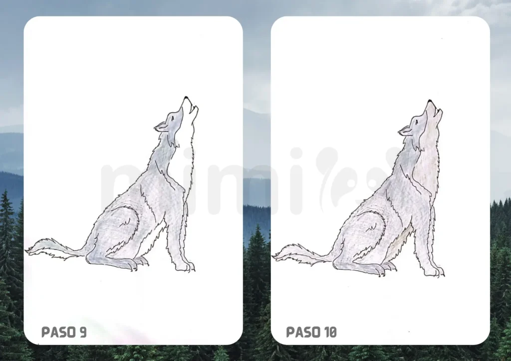 Cómo dibujar un lobo realista paso 9 10