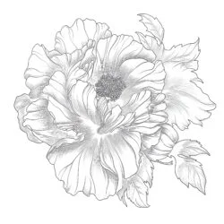 Adult Coloring Flower - Printable Coloring page