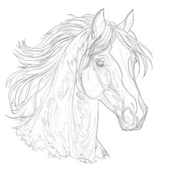 Adult Coloring Pages Horse - Printable Coloring page