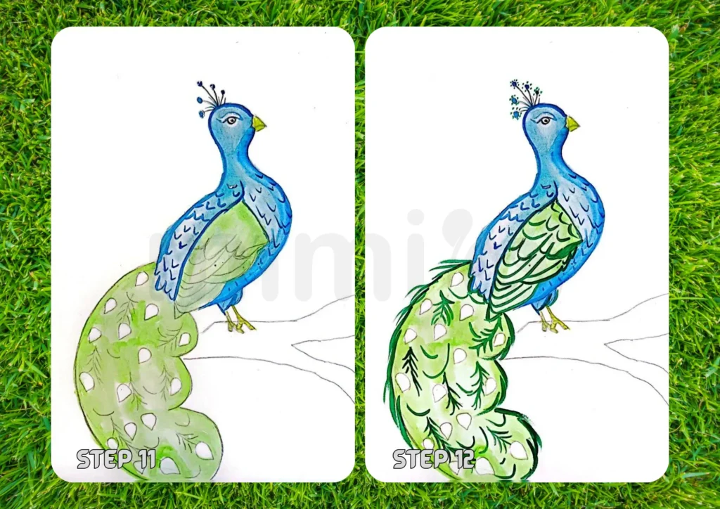 How To Draw a Peacock Step 11 12