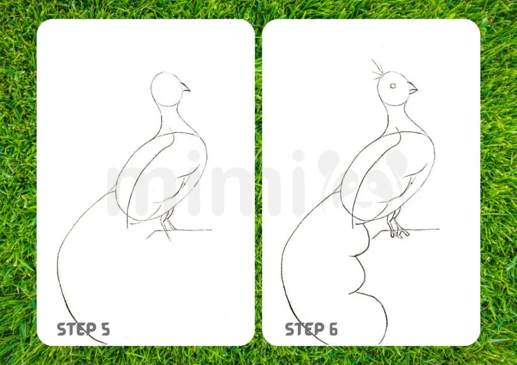How To Draw a Peacock Step 5 6