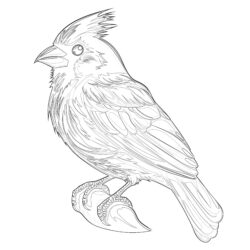Cardinal Bird Coloring Page - Printable Coloring page