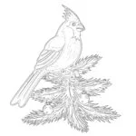 Page à Colorier D’un Cardinal