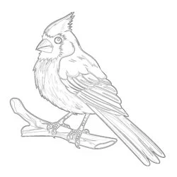 Northern Cardinal Coloring Page - Printable Coloring page