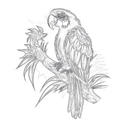 Papuga Ptak Kolorowanki - Kolorowanka do druku