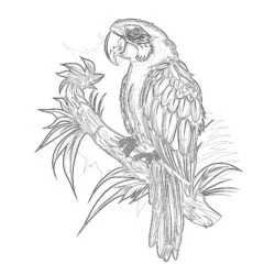 Parrot Bird Coloring Pages - Printable Coloring page