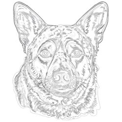 Australian Cattle Dog Coloring Pages - Printable Coloring page