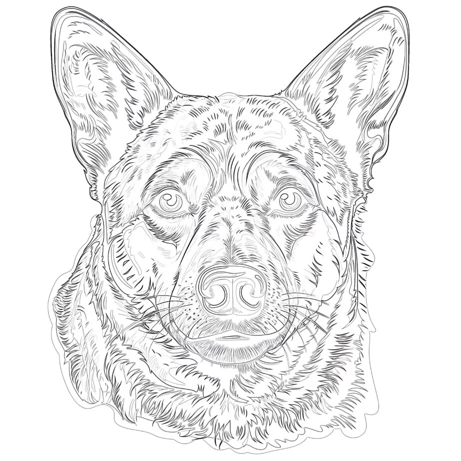 Australian Cattle Dog Coloring Pages