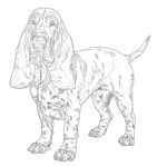 Página Para Colorear de Basset Hound