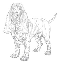 Basset Hound Coloring Page - Printable Coloring page
