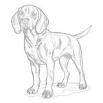 Kolorowanka Beagle