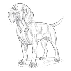 Page à Colorier Beagle - Page de coloriage imprimable