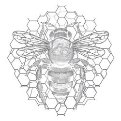 Bee Coloring Pages For Adults - Printable Coloring page