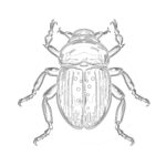 Beetle Coloring Page