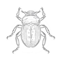 Beetle Coloring Page - Printable Coloring page