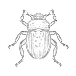 Beetle Coloring Page - Printable Coloring page
