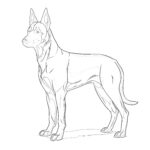 Belgian Malinois Coloring Pages