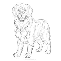 Bernese Mountain Dog Coloring Page - Printable Coloring page