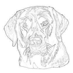 Black Lab Coloring Pages - Printable Coloring page