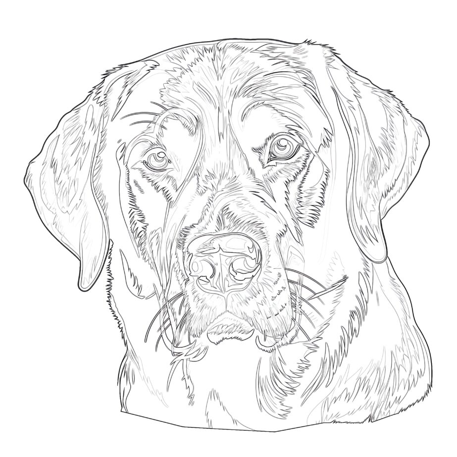 Black Lab Coloring Pages