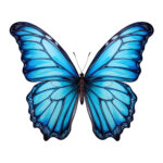 Kolorowanka z Motylem Blue Morpho 2 2