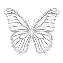 Blauer Morpho Schmetterling Ausmalbild Seite - Druckbare Ausmalbilder