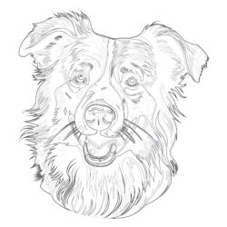 Border Collie Coloring Pages - Printable Coloring page