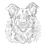 Dibujos Para Colorear de Border Collie Para Imprimir