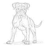 Boxer Coloring Pages