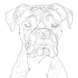 Boxer Coloring Pages To Print - Printable Coloring page