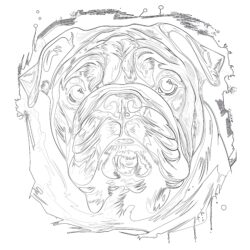 Bulldog Coloring Pages For Adults - Printable Coloring page