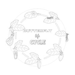 Butterfly Cycle Coloring Page - Printable Coloring page