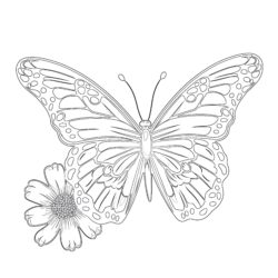 Butterfly Pictures Coloring Pages - Printable Coloring page